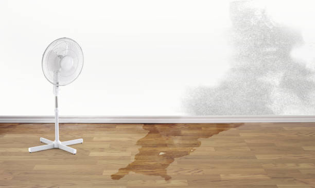 Best Water damage cleanup near me  in Belmont, CA